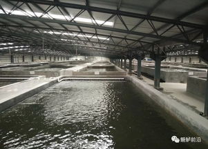 鱖魚工廠化飼料養殖要點、案例及效益分析