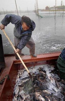 白洋淀局部水域恢復水產養(yǎng)殖，促進區(qū)域生態(tài)與經濟協(xié)調發(fā)展