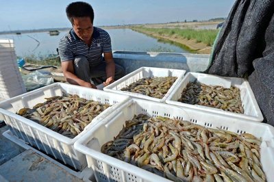 黃河流域生態(tài)保護丨孟仿英 跳出漁業(yè)抓漁業(yè) 跳出養(yǎng)殖抓養(yǎng)殖 水產品養(yǎng)殖新理念